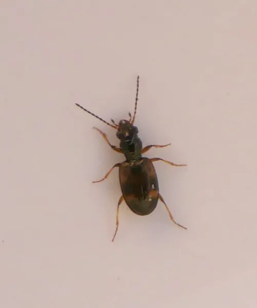 Bembidion articulatum - photo 4
