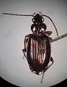 Bembidion basicorne - photo 2