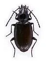 Bembidion basicorne - photo 3