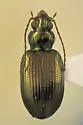 Bembidion bellorum - Bembidion bellorum