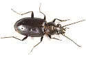 Bembidion bifossulatum - Bembidion bifossulatum