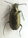 Bembidion bifossulatum - photo 2