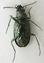 Bembidion bifossulatum - photo 3