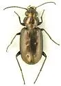 Bembidion bifossulatum - photo 4