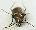 Bembidion bifossulatum - photo 5