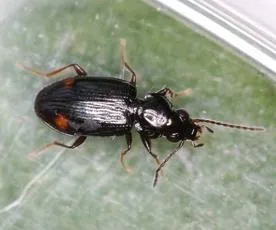 Bembidion biguttatum - Bembidion biguttatum