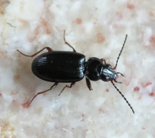 Bembidion biguttatum - photo 2