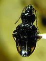Bembidion bimaculatum - Bembidion bimaculatum