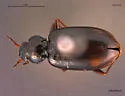 Bembidion bimaculatum - photo 2