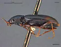 Bembidion bimaculatum - photo 3