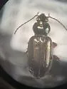 Bembidion bimaculatum - photo 4