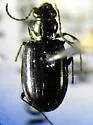 Bembidion breve - Bembidion breve