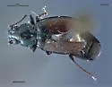 Bembidion breve - photo 2