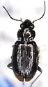 Bembidion breve - photo 4