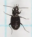 Bembidion breve - photo 5