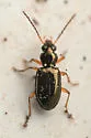 Bembidion californicum - photo 2