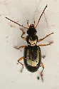 Bembidion californicum - photo 3