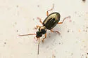 Bembidion californicum - photo 4