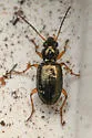 Bembidion californicum - photo 5
