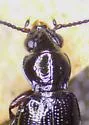 Bembidion canadianum - photo 2