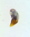 Bembidion canadianum - photo 3