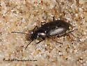 Bembidion carinula