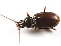 Bembidion carolinense - Bembidion carolinense