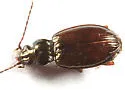 Bembidion carolinense - photo 2