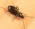 Bembidion carolinense - photo 3