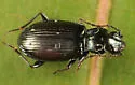 Bembidion carolinense - photo 4