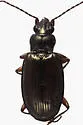 Bembidion carolinense - photo 5