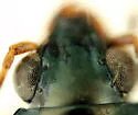 Bembidion castor - photo 2