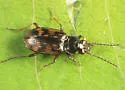 Bembidion castor - photo 3
