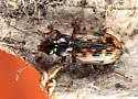 Bembidion castor - photo 4