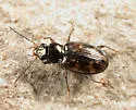 Bembidion castor - photo 5
