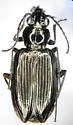 Bembidion chalceum - photo 2