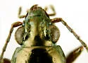 Bembidion chalceum - photo 3