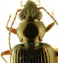 Bembidion chalceum - photo 4