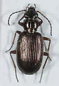 Bembidion chalceum - photo 5