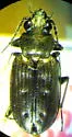Bembidion cheyennense - Bembidion cheyennense