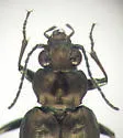 Bembidion cheyennense - photo 2