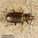 Bembidion cheyennense - photo 3