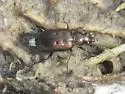 Bembidion cheyennense - photo 4