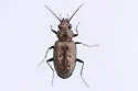 Bembidion cheyennense - photo 5