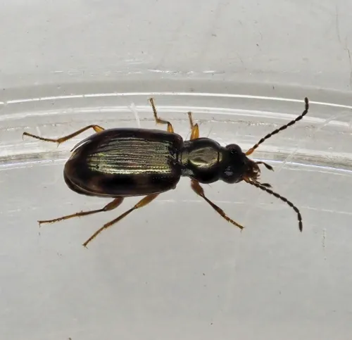 Bembidion clarkii