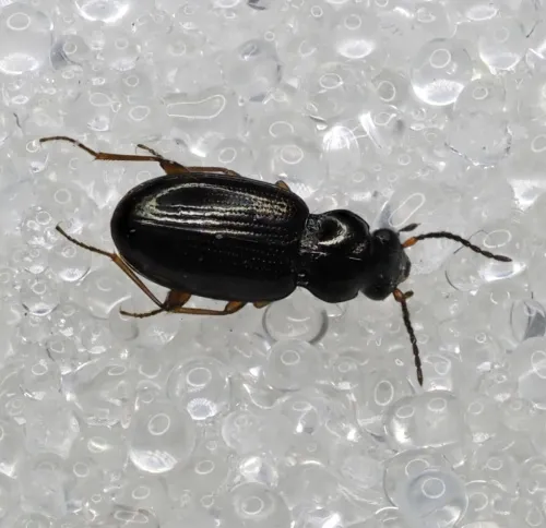 Bembidion clarkii - photo 2