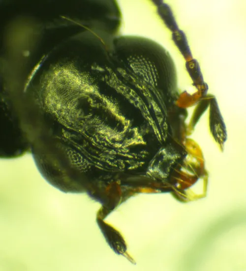 Bembidion clarkii - photo 3