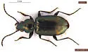 Bembidion coloradense - photo 2