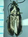 Bembidion coloradense - photo 4