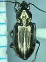 Bembidion coloradense - photo 5